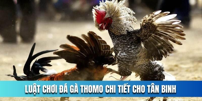 Luat-choi-da-ga-Thomo-chi-tiet-cho-tan-binh